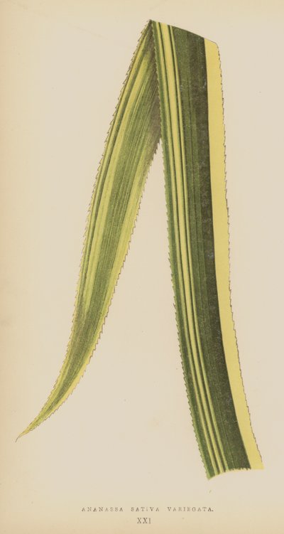 Ananassa Sativa Variegata af English School